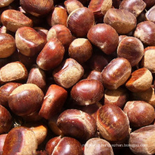 2020 Organic Fresh Chinese Chestnuts for Sale